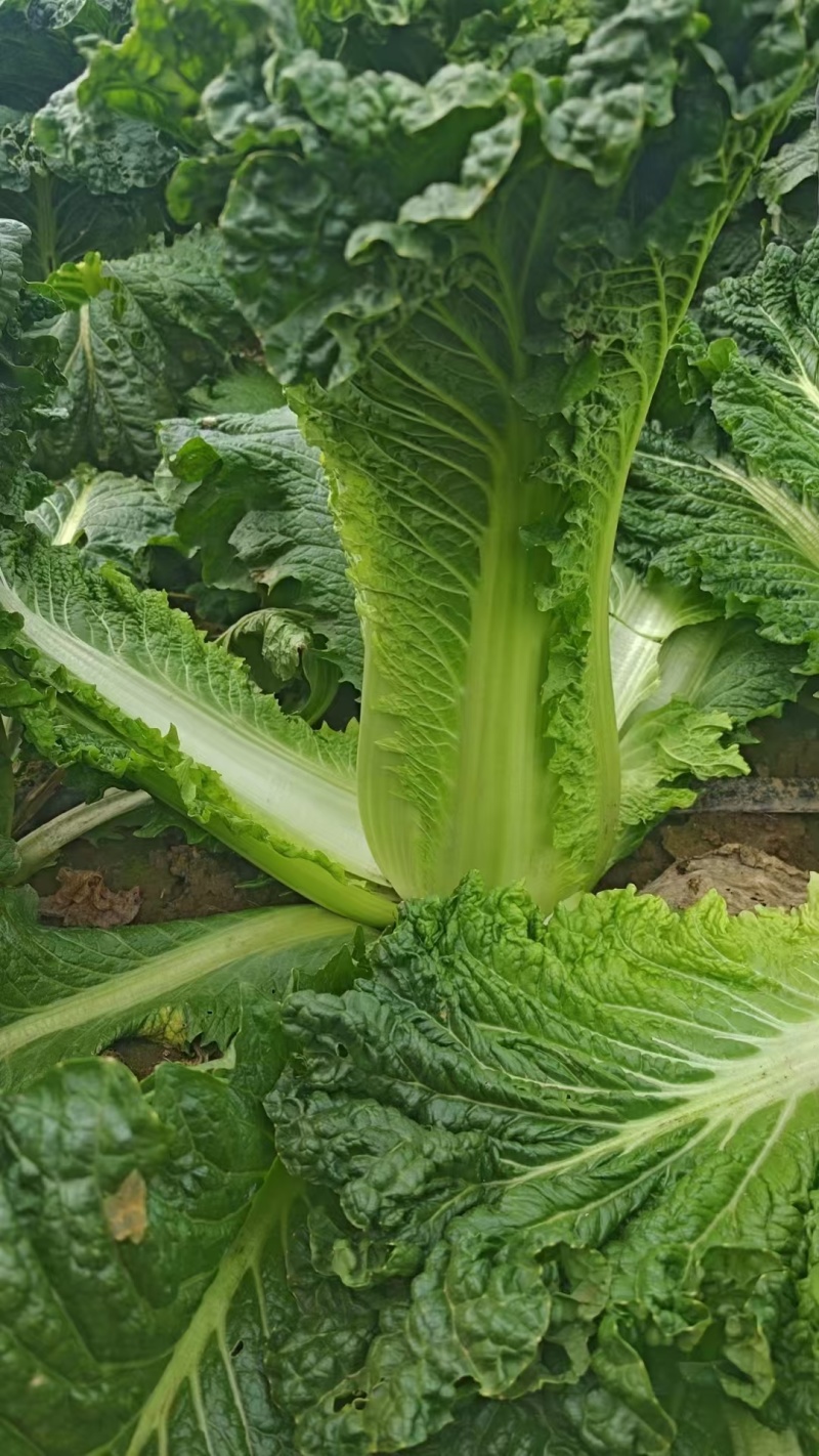 山西吕梁文水秋绿60白菜大量供应，青麻叶白菜
