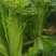 山西吕梁文水秋绿60白菜大量供应，青麻叶白菜