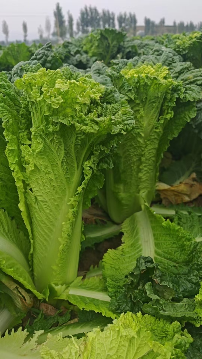 山西吕梁文水秋绿60白菜大量供应，青麻叶白菜