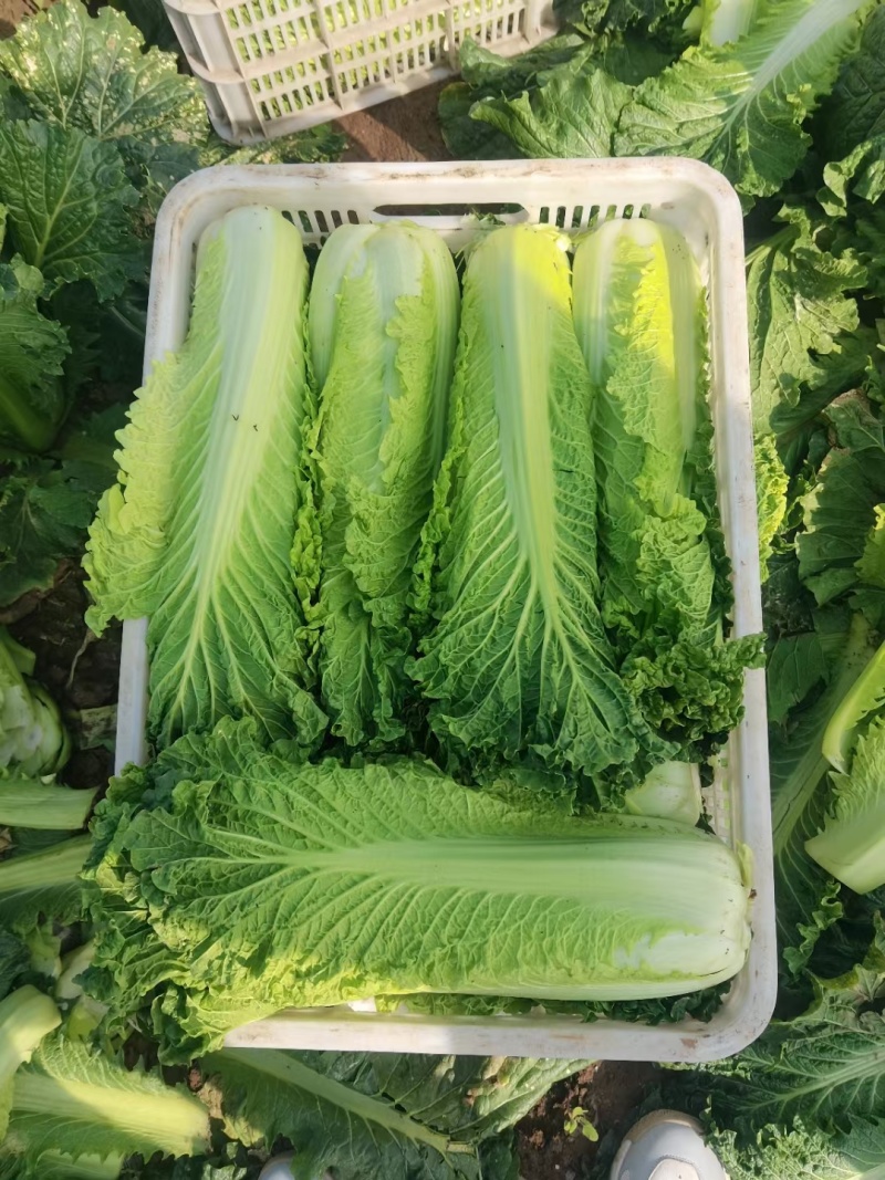 山西吕梁文水秋绿60白菜大量供应，青麻叶白菜