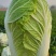 白菜黄心大白菜白菜批发，超市货电商货市场货