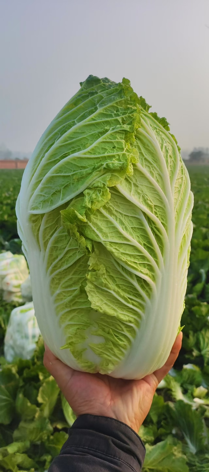 白菜黄心大白菜白菜批发，超市货电商货市场货