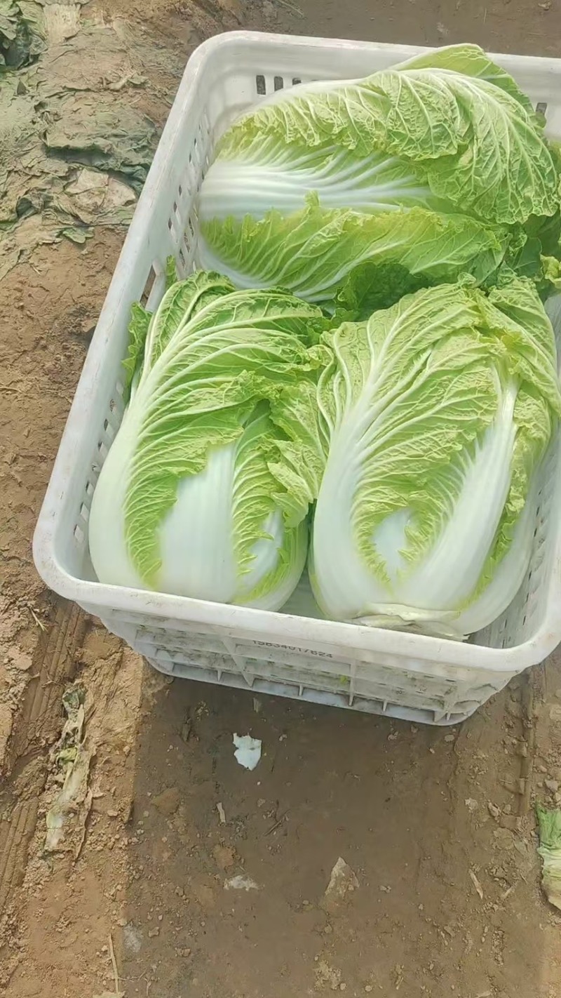 白菜黄心大白菜白菜批发，超市货电商货市场货