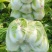 白菜黄心大白菜白菜批发，超市货电商货市场货