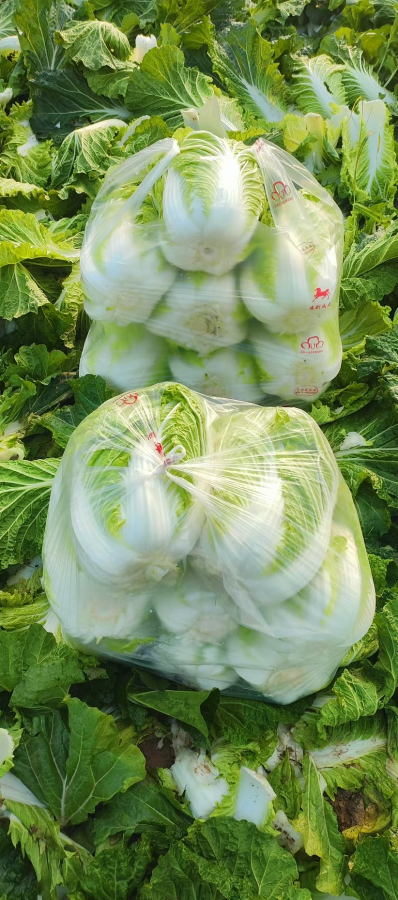 白菜黄心大白菜白菜批发，超市货电商货市场货