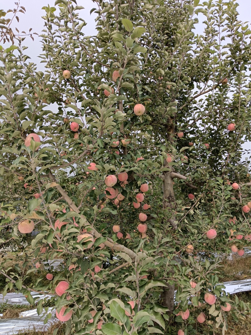 晚熟糖心富士苹果