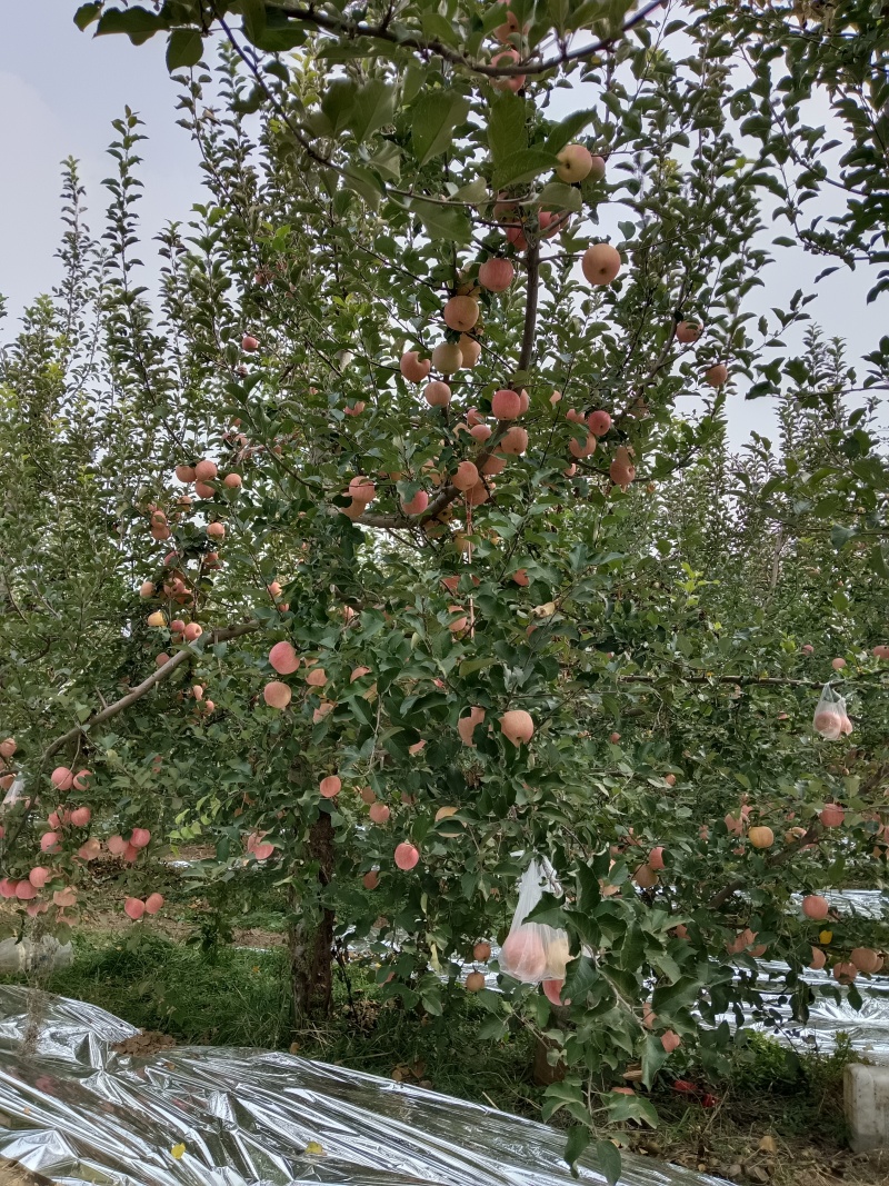 晚熟糖心富士苹果