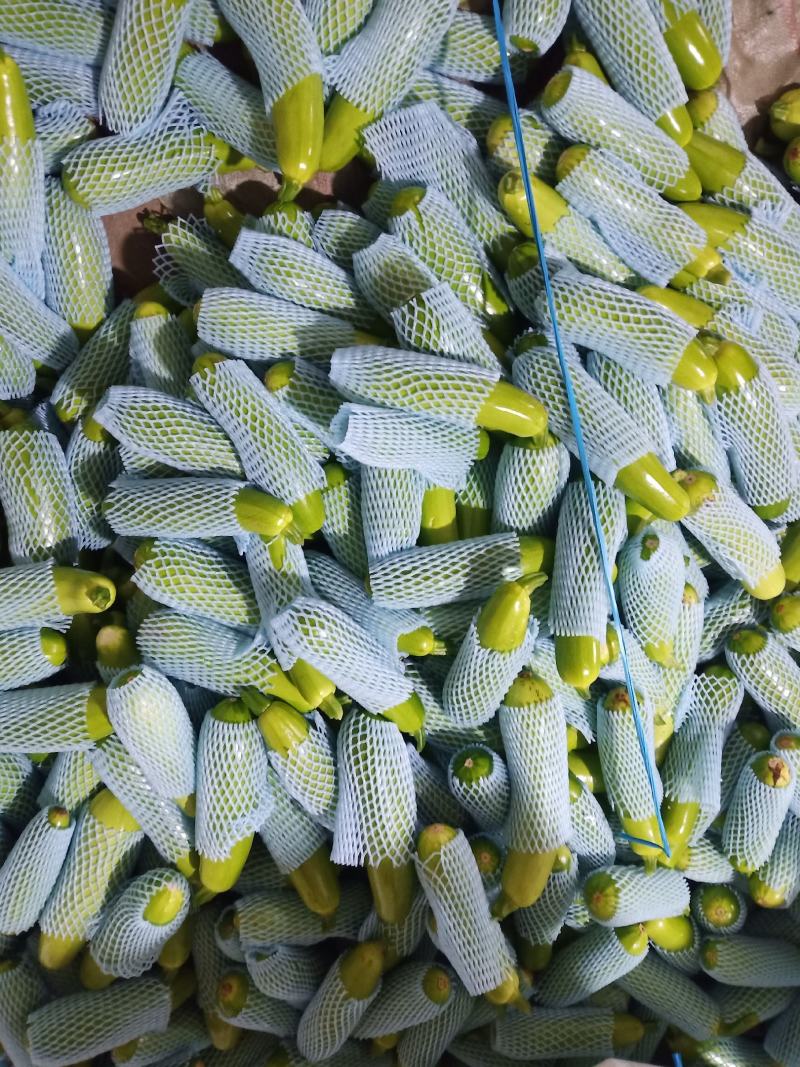 莒县西葫芦小瓜角瓜