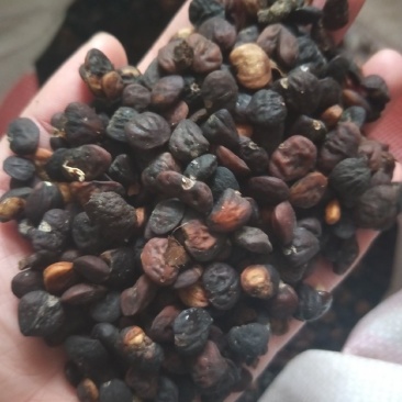 乐昌含笑种子深山含笑乐昌含笑醉香含笑品种齐全园林绿化树种