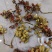 乐昌含笑种子深山含笑乐昌含笑醉香含笑品种齐全园林绿化树种
