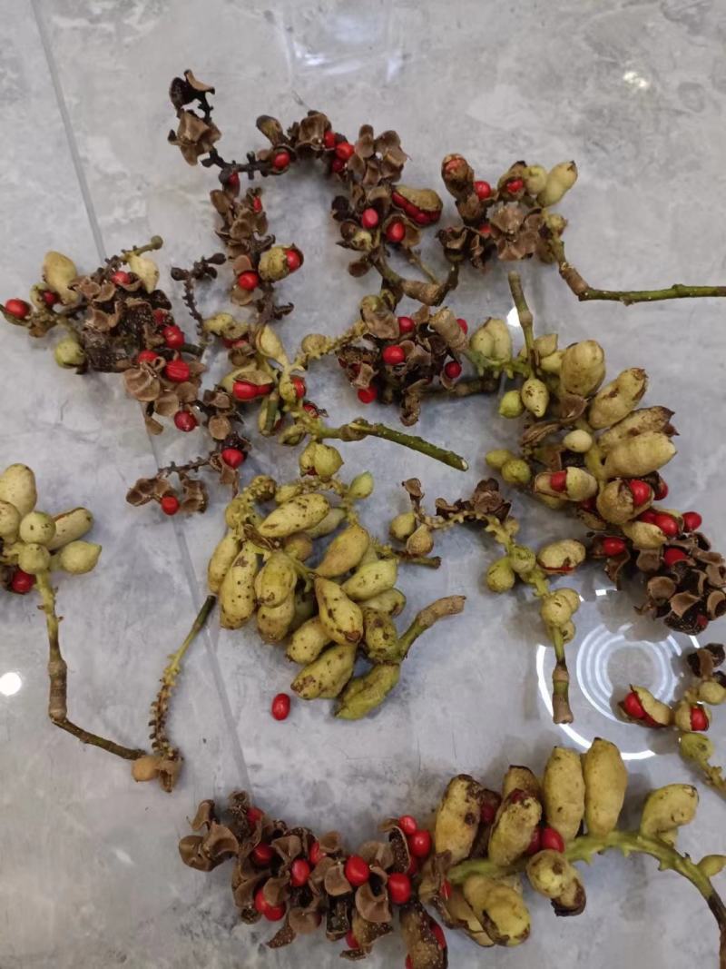 乐昌含笑种子深山含笑乐昌含笑醉香含笑品种齐全园林绿化树种