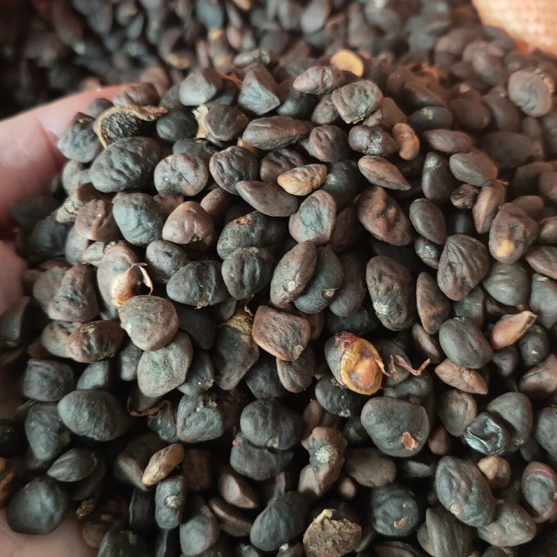 乐昌含笑种子深山含笑乐昌含笑醉香含笑品种齐全园林绿化树种