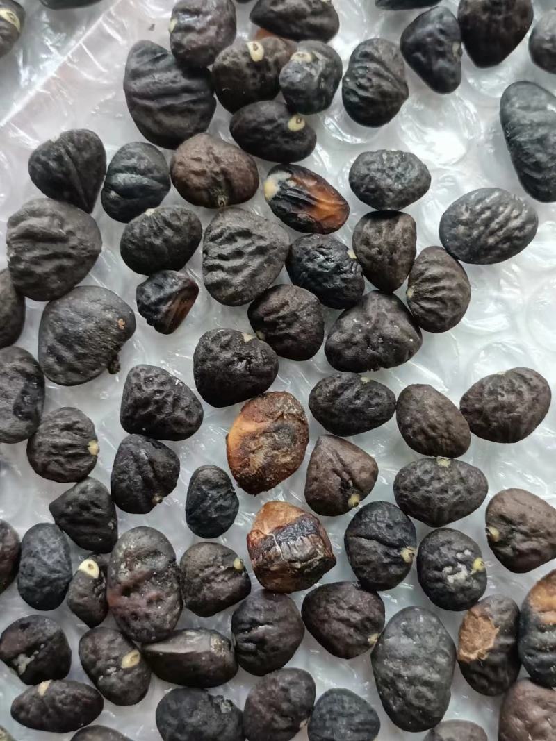 乐昌含笑种子深山含笑乐昌含笑醉香含笑品种齐全园林绿化树种