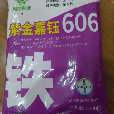 玉米种子铁606货源充足保证品质提供技术指导