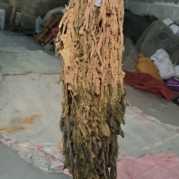 整颗梅干菜，色黄，味香，根小，大量有货，随时发货，