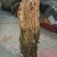 整颗梅干菜，色黄，味香，根小，大量有货，随时发货，