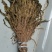 整颗梅干菜，色黄，味香，根小，大量有货，随时发货，