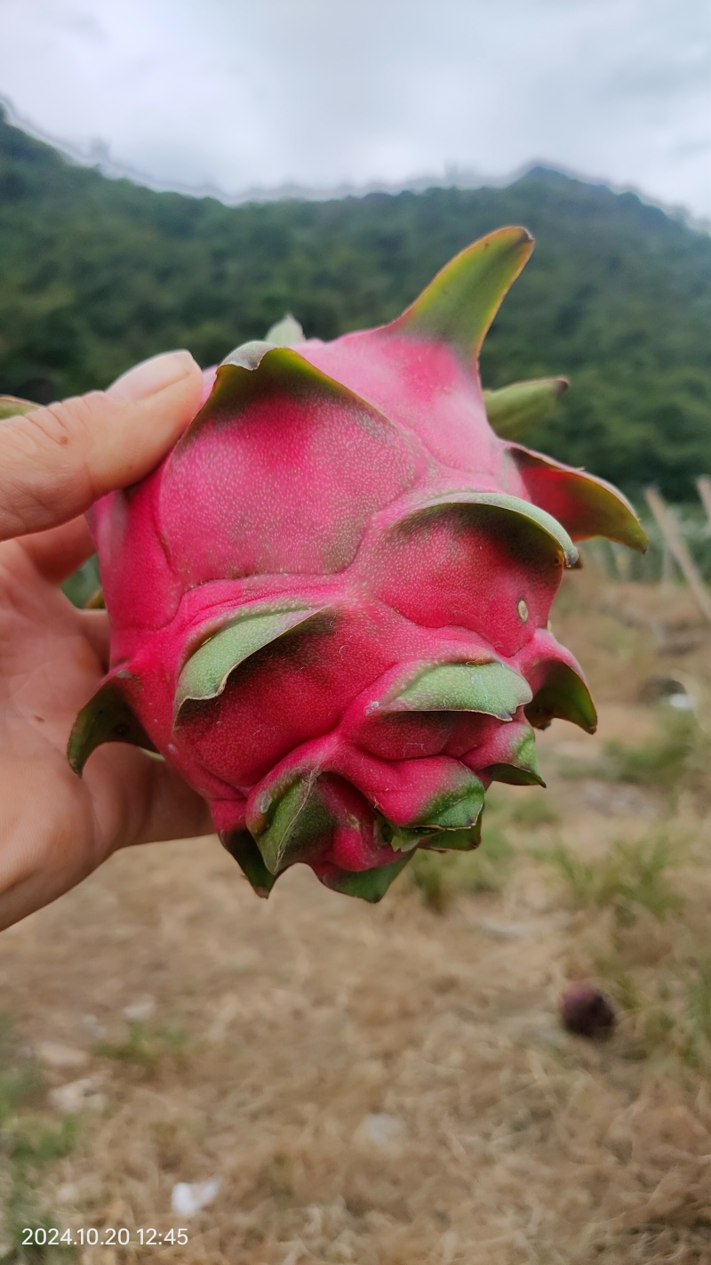 新品种红心火龙果苗自然的红皮绿叶，货架期长