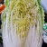 黄心白菜可供加工厂，泡菜，酸菜