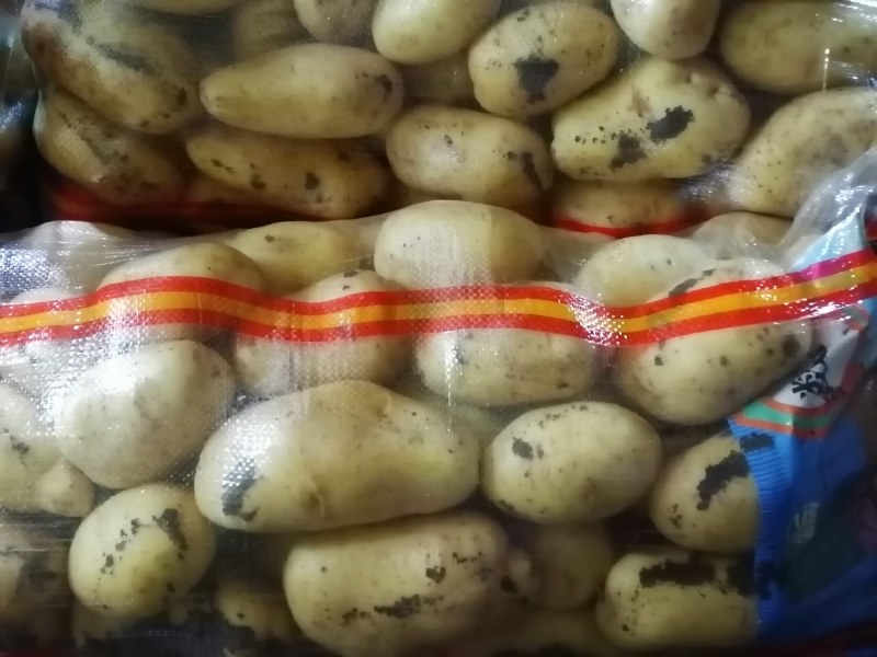 大量供应优质沃土，V七，226，希森，久恩十一等品种