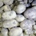 大量供应优质沃土，V七，226，希森，久恩十一等品种