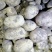 大量供应优质沃土，V七，226，希森，久恩十一等品种