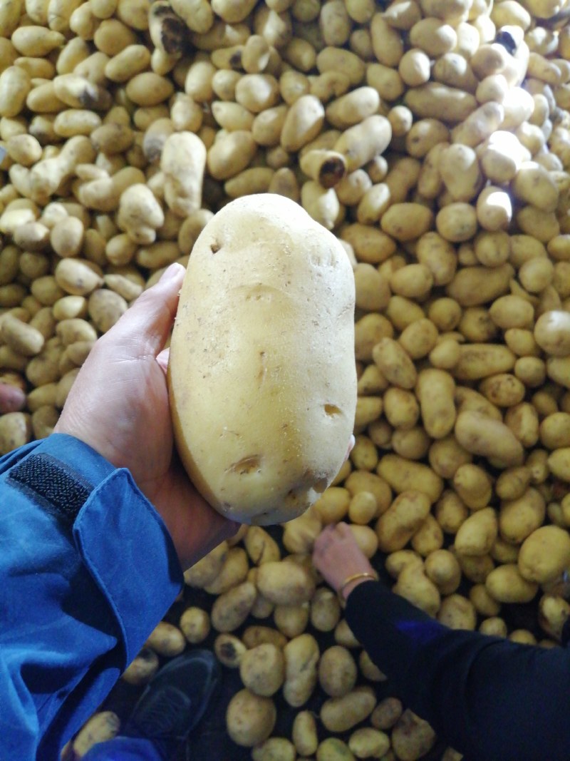 大量供应优质沃土，V七，226，希森，久恩十一等品种
