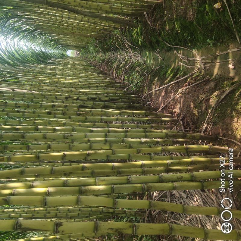 云南黄金甘蔗产地一手直发