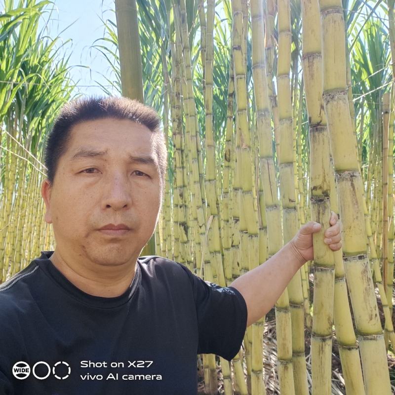 云南黄金甘蔗产地一手直发