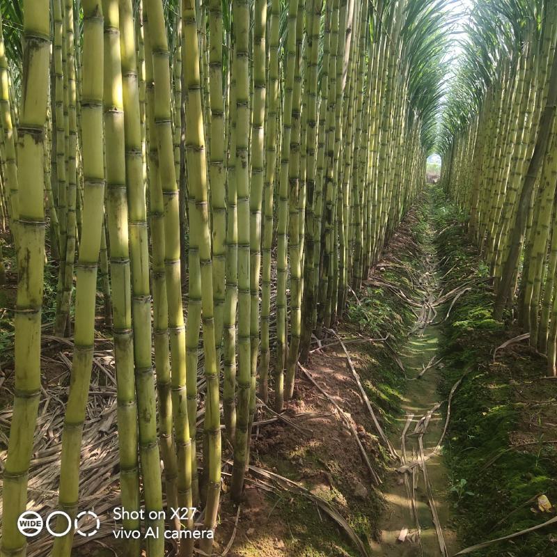 云南黄金甘蔗产地一手直发