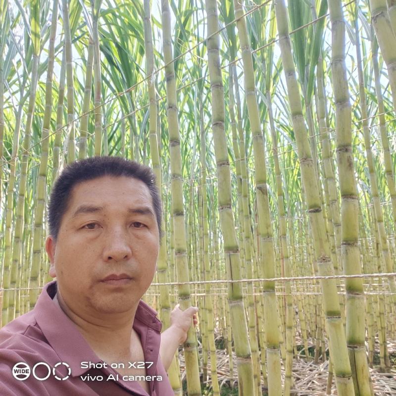 云南黄金甘蔗产地一手直发