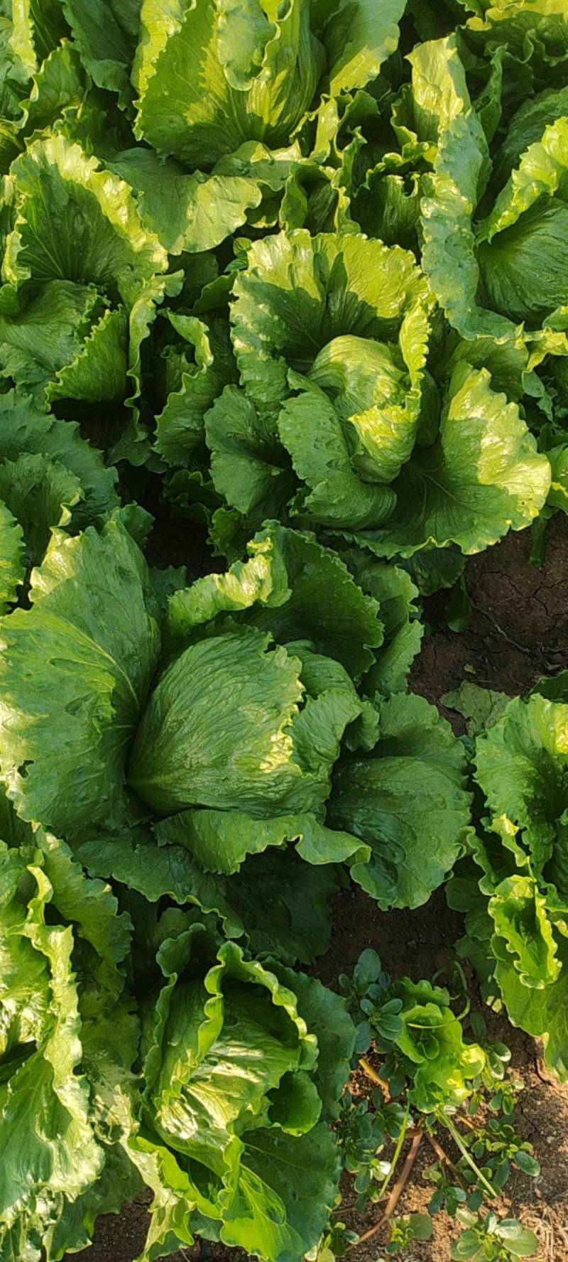 【生菜】河南南阳精品意大利生菜自家种植货量大按需求分拣打包