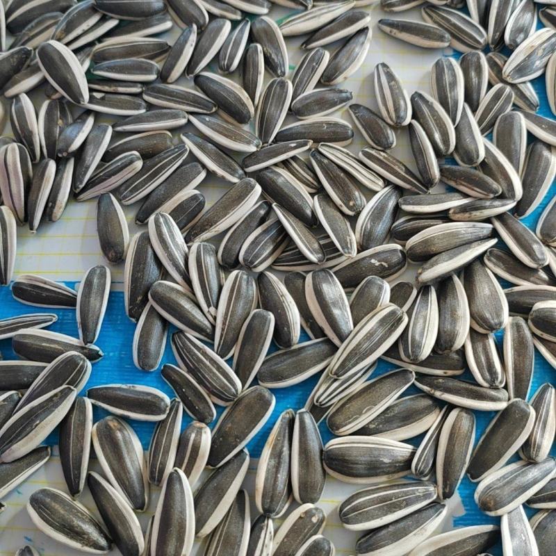 赤峰大瓜子