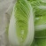 精品大白菜
