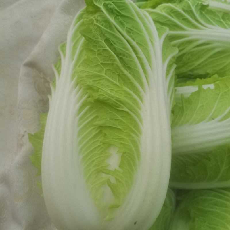 精品大白菜