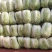 、优质.黄心白菜大量供应全国发货质量三包