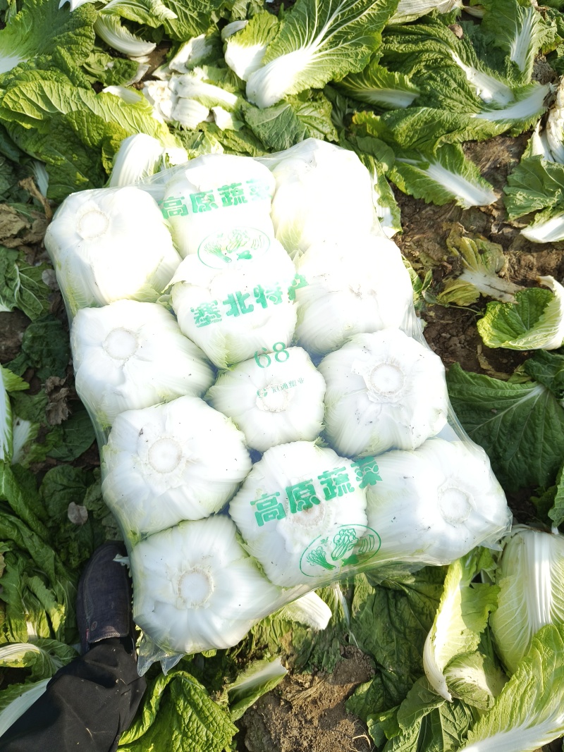 、优质.黄心白菜大量供应全国发货质量三包