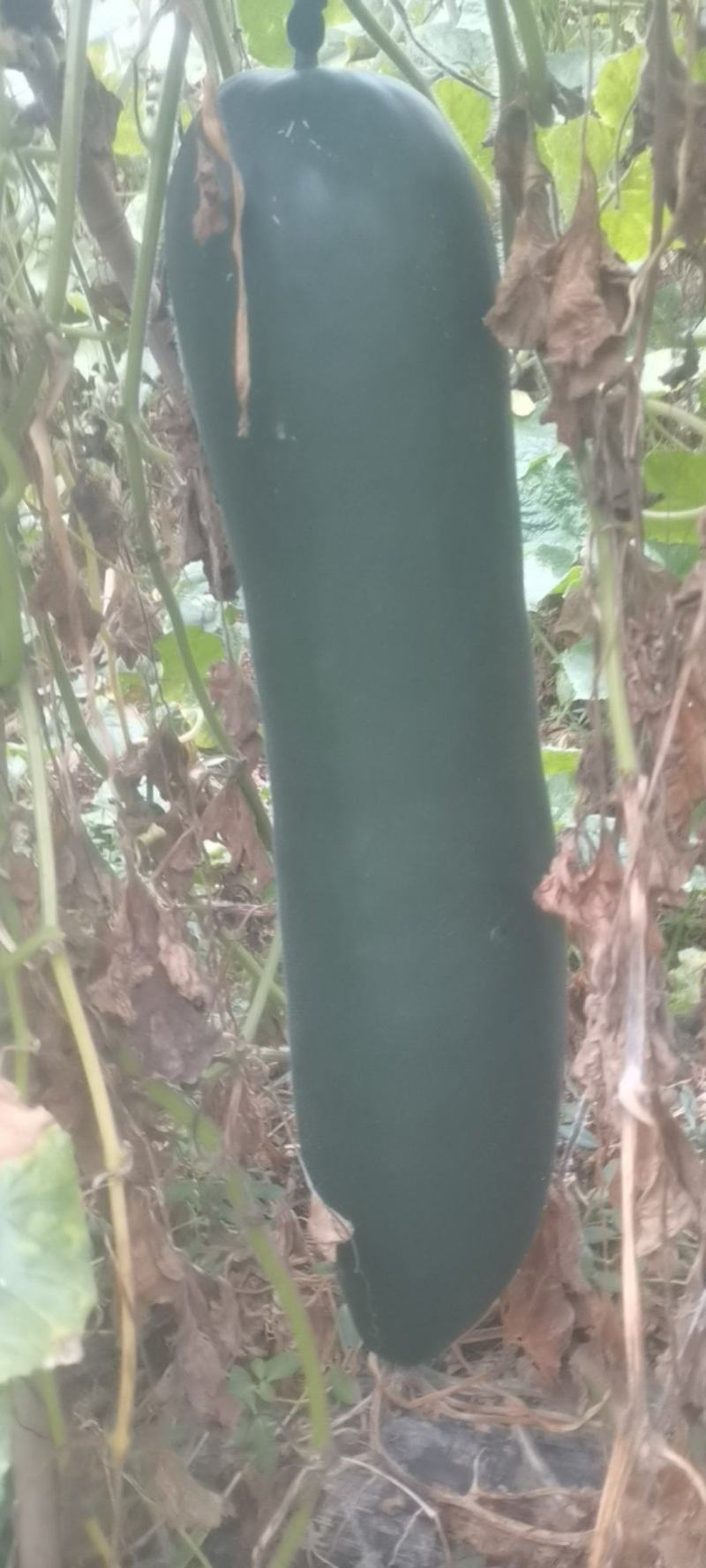 冬瓜黑皮靓货吊冬瓜