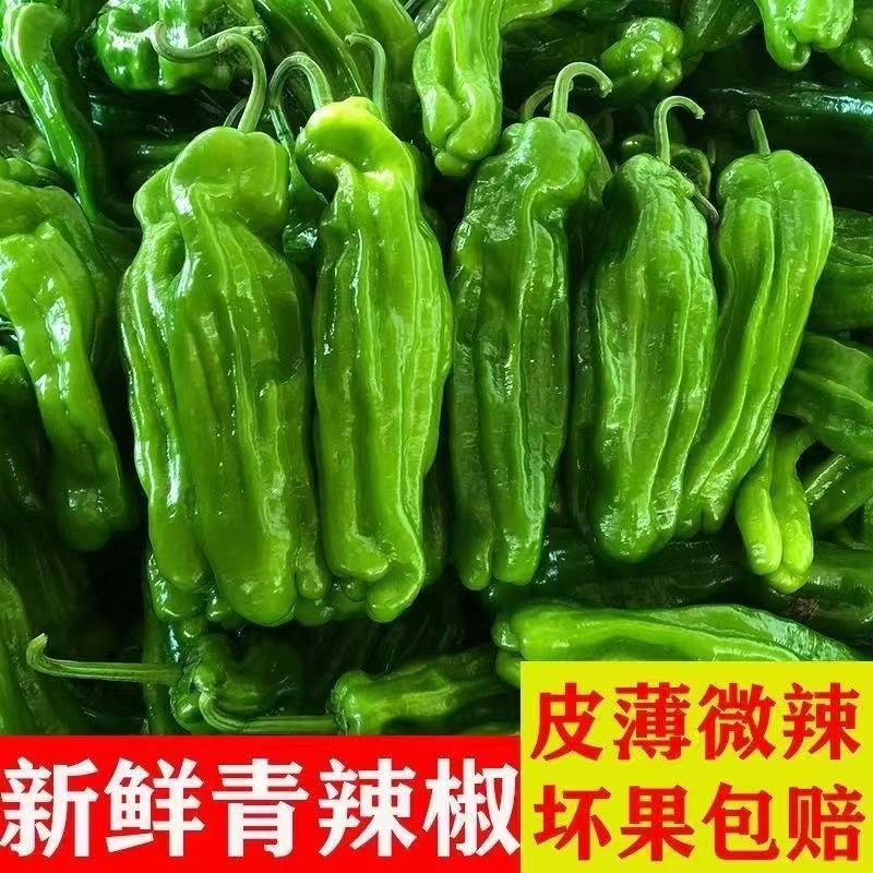 薄皮青辣椒大量供应，量大从优，各种规格齐全欢迎咨询