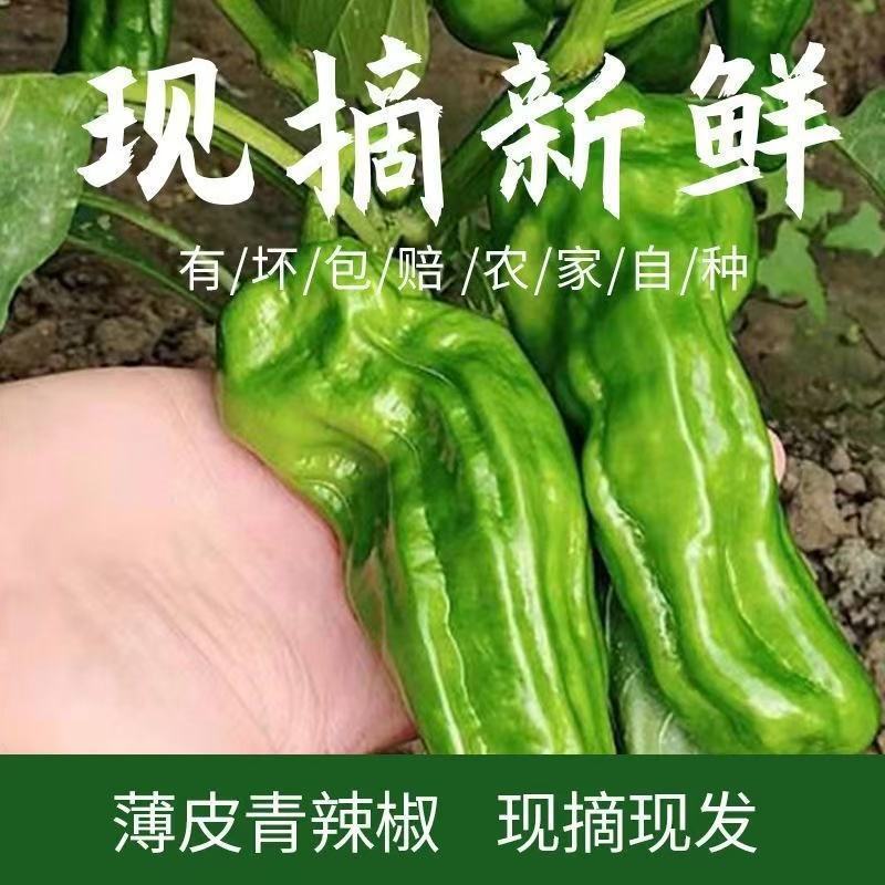 薄皮青辣椒大量供应，量大从优，各种规格齐全欢迎咨询