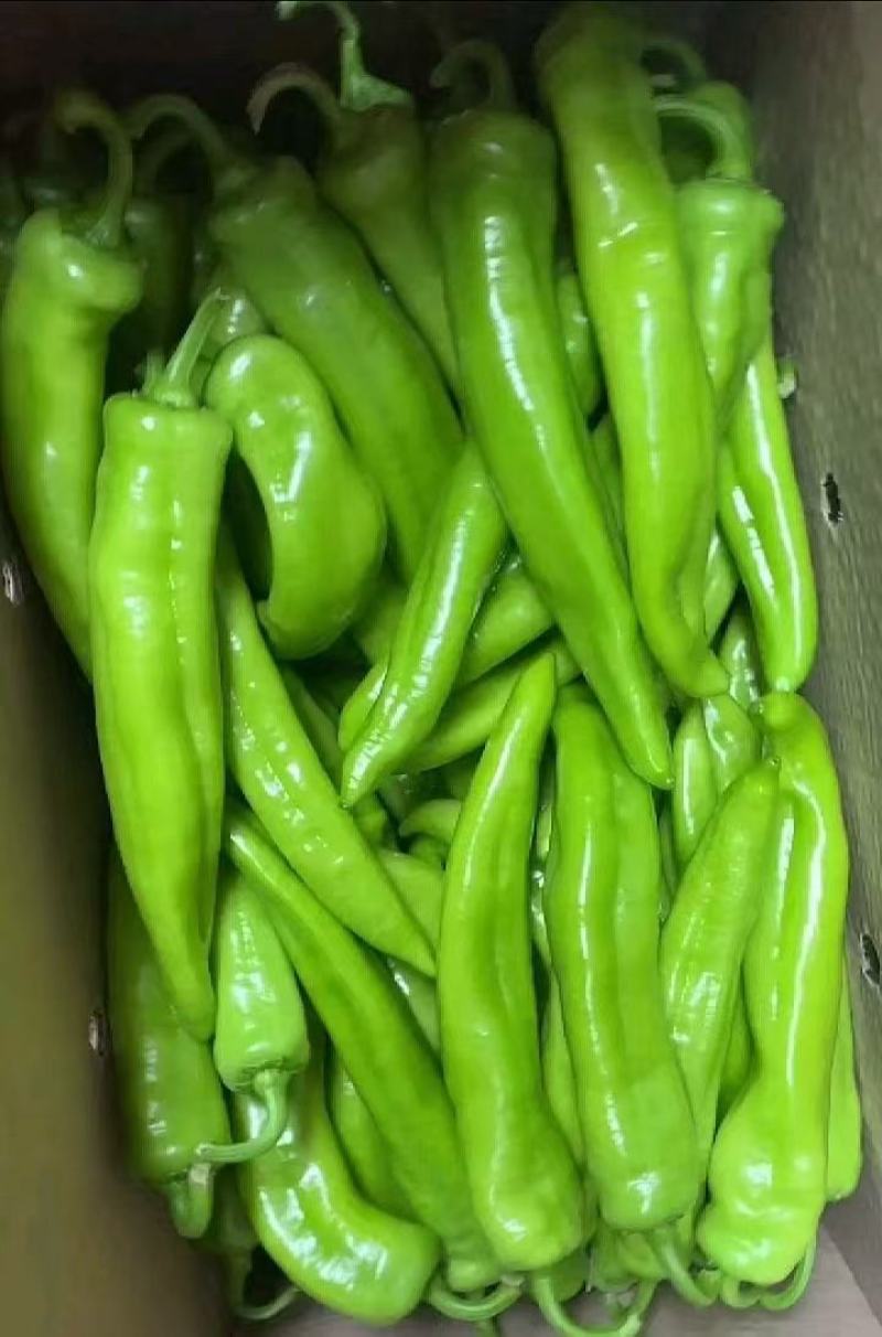 薄皮青辣椒大量供应，量大从优，各种规格齐全欢迎咨询