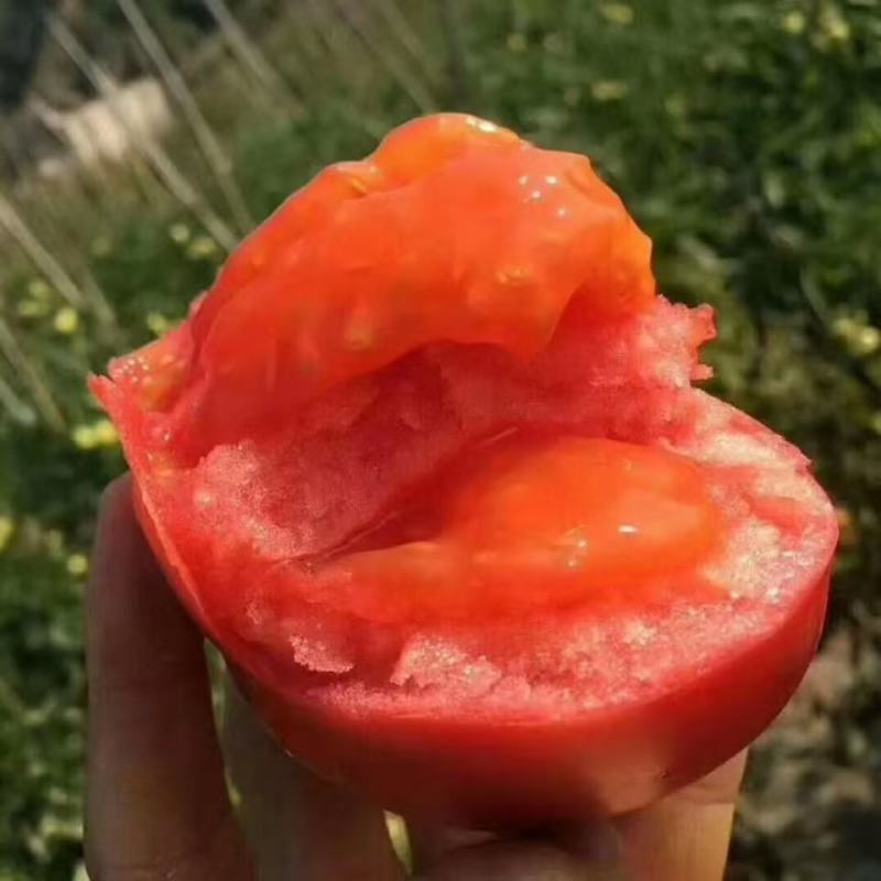 实力硬粉西红柿大量供应保质保量新鲜采摘山东产地直发