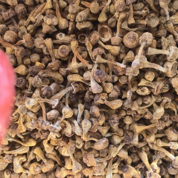自家种植姬松茸，本色姬松茸中个通货常年有货源可开发票