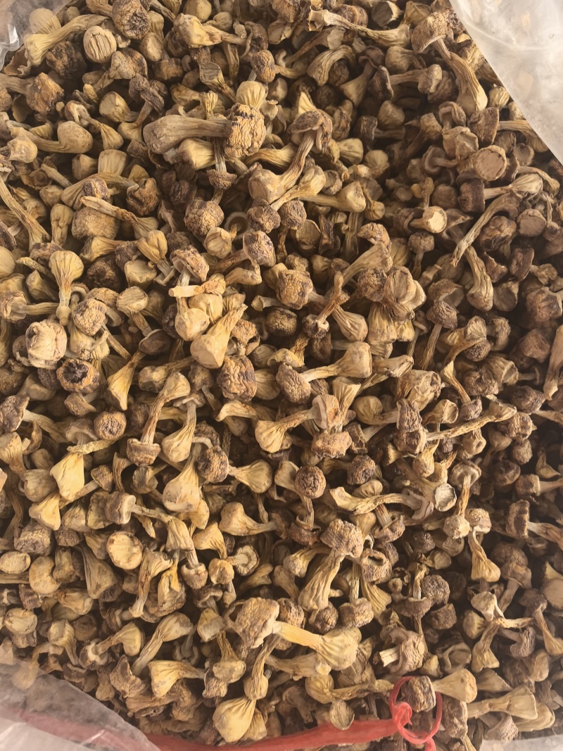 自家种植姬松茸，本色姬松茸中个通货常年有货源可开发票