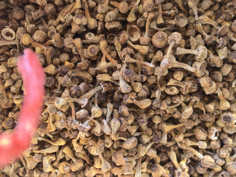 自家种植姬松茸，本色姬松茸中个通货常年有货源可开发票