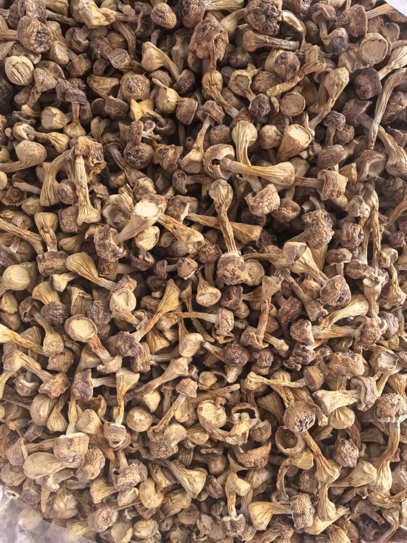 自家种植姬松茸，本色姬松茸中个通货常年有货源可开发票