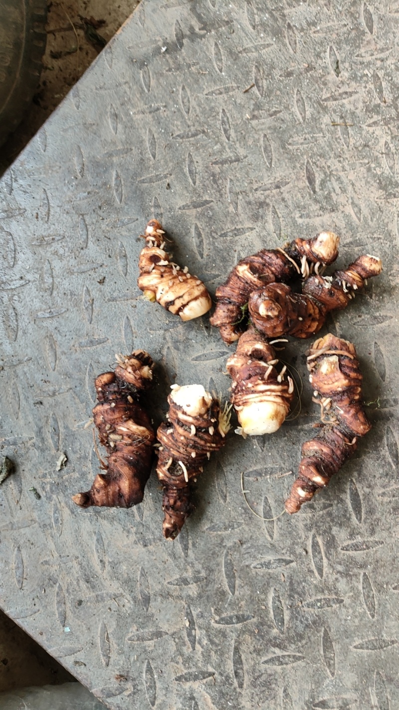 产地新鲜重楼，七叶一枝花