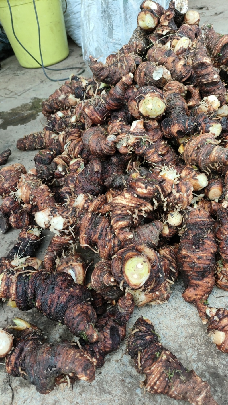 产地新鲜重楼，七叶一枝花