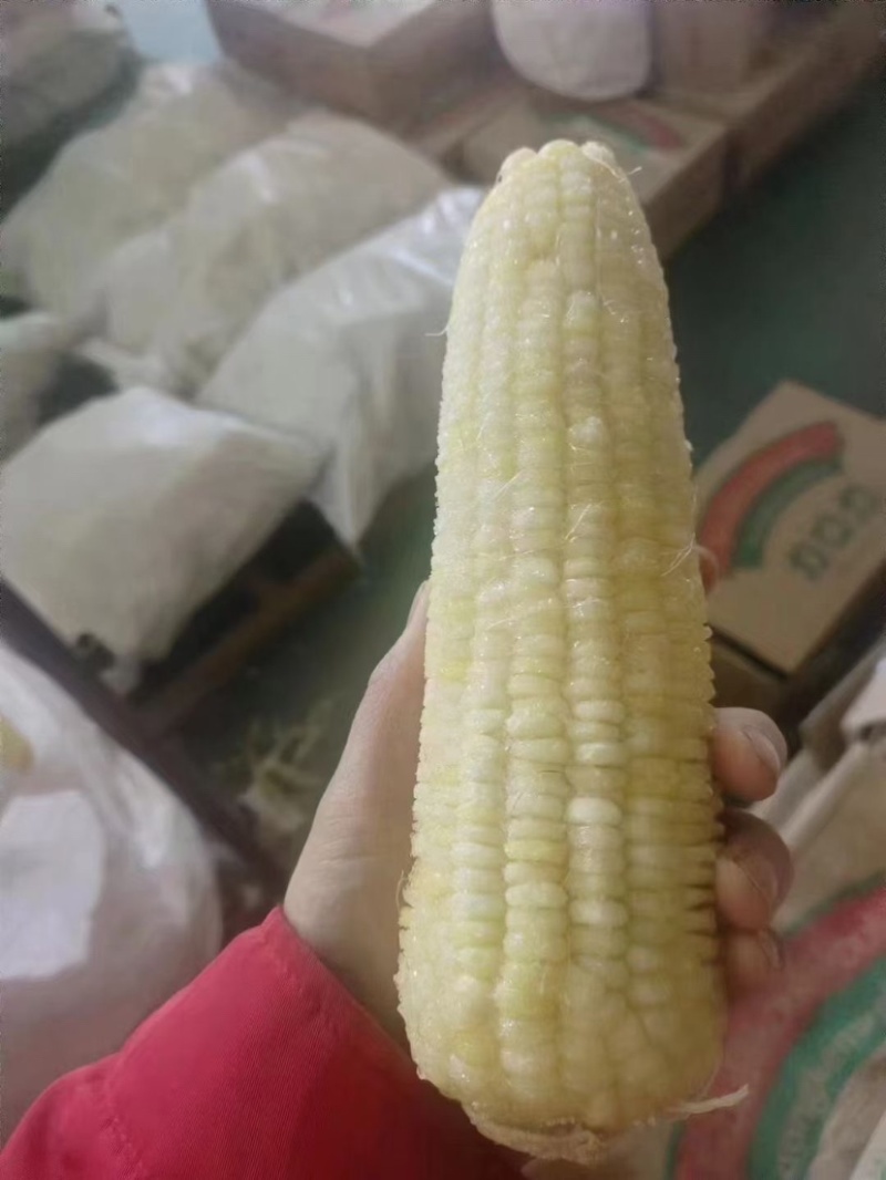 太阳花水果玉米