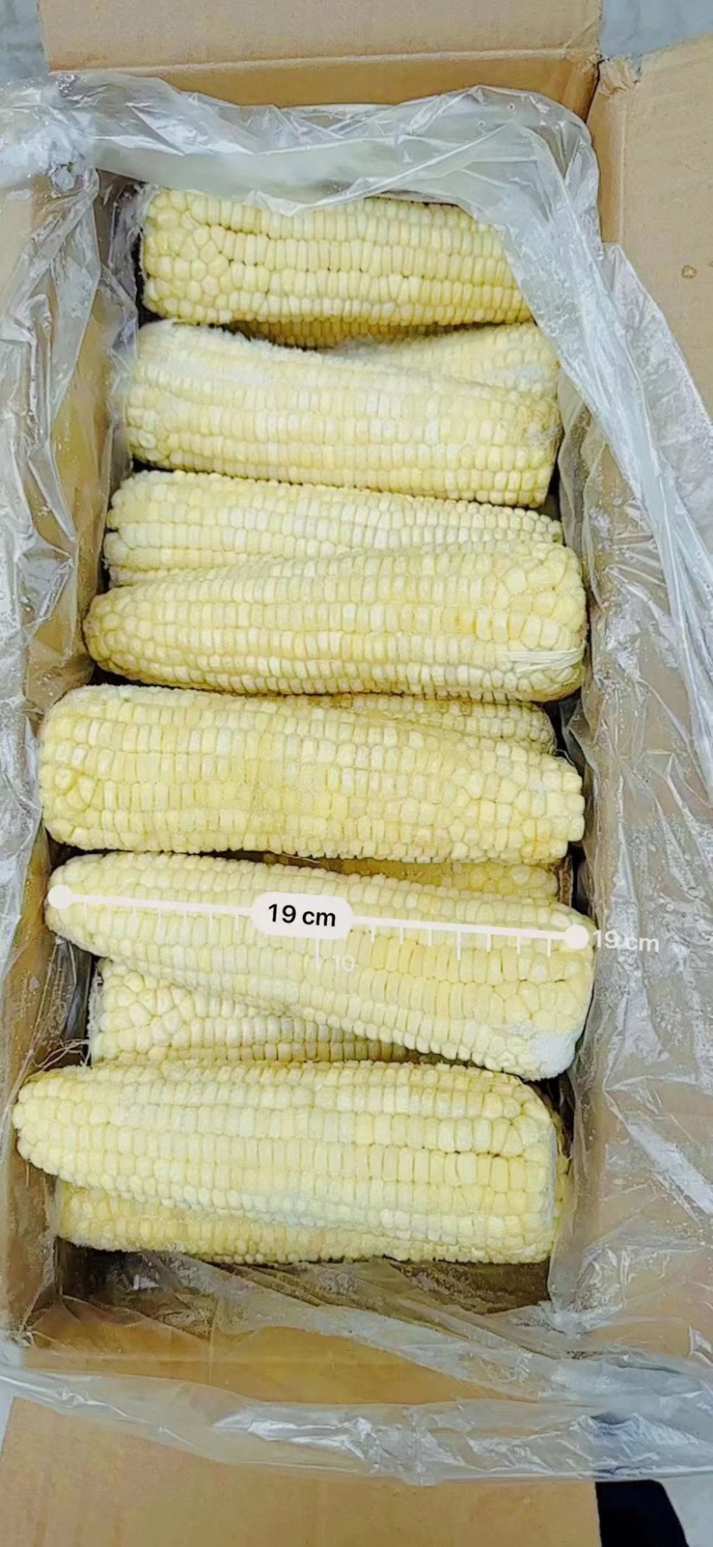 太阳花水果玉米
